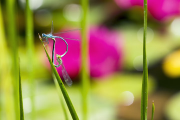 Libellen, Paarungsrad