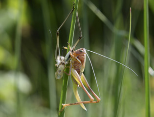 Life circle. A grasshopper sitting on a plant stem beside its old skin 