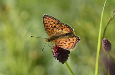 Yellow butterfly cardinal, Argynnis pandora, with black-spotted wings sitting on a wild flower