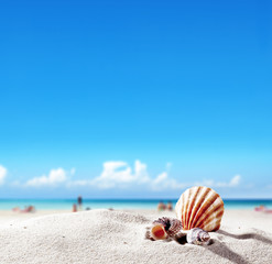 summer decoration of shell and free space for your decoration. 