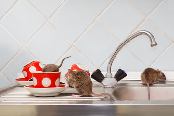 Three young rats (Rattus norvegicus) at kitchen. One rat  crawls into red cup. Fight with rodents in the apartment. Extermination.