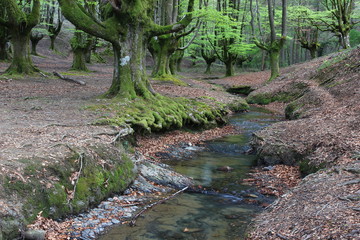 Hayedos de Otzarreta