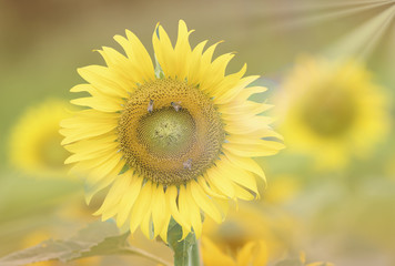 Obraz premium Sunflower soft blur for background