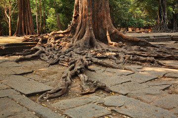 Ta Prohm temple at Angkor. Siem Reap province. Cambodia