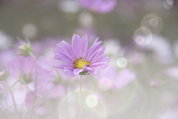 Cosmos Flower soft blur for background