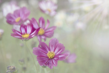Cosmos Flower soft blur for background
