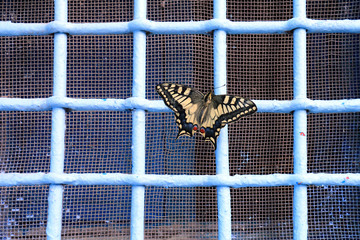 Butterfly on a window grating