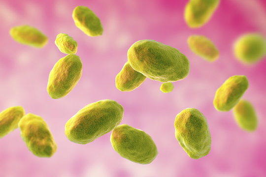 Yersinia enterocolitica bacteria, 3D illustration. Gram-negative bacteria of Enterobacteriaceae family, the causative agent of Yersiniosis