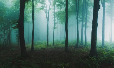 Fotobehang Panorama van mistig bos. Sprookje spookachtig uitziende bossen in een mistige dag. Koude mistige ochtend in horrorbos © bonciutoma