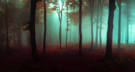 Panorama of foggy forest. Fairy tale spooky looking woods in a misty day. Cold foggy morning in horror forest - 211277942