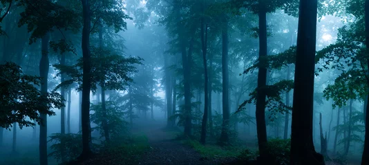 Fototapete Wald Panorama des nebligen Waldes. Märchenhaft gespenstisch aussehende Wälder an einem nebligen Tag. Kalter nebliger Morgen im Horrorwald