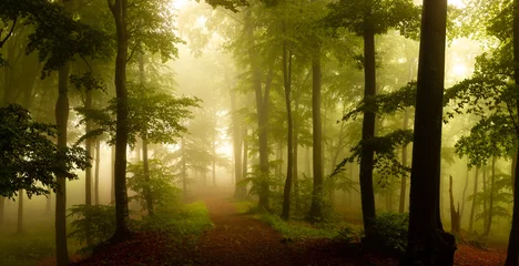 Vlies Fototapete Wald Panorama des nebligen Waldes. Märchenhaft gespenstisch aussehende Wälder an einem nebligen Tag. Kalter nebliger Morgen im Horrorwald