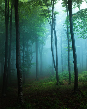 Fototapeta Spooky light in blue foggy forest with greeen vegetation. Autumn misty morning in the woods. Horror forest