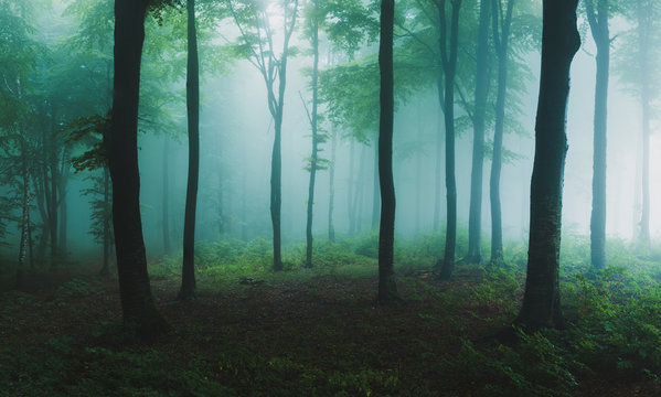 Fototapeta Panorama of foggy forest. Fairy tale spooky looking woods in a misty day. Cold foggy morning in horror forest