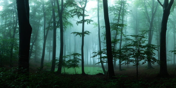 Fototapeta Panorama of foggy forest. Fairy tale spooky looking woods in a misty day. Cold foggy morning in horror forest