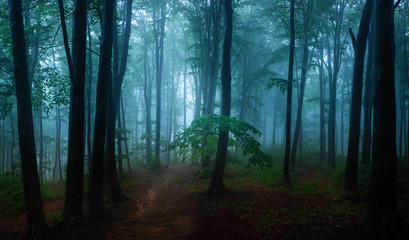Panorama of foggy forest. Fairy tale spooky looking woods in a misty day. Cold foggy morning in...
