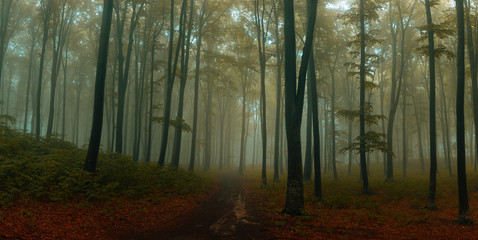 Panorama of foggy forest. Fairy tale spooky looking woods in a misty day. Cold foggy morning in horror forest