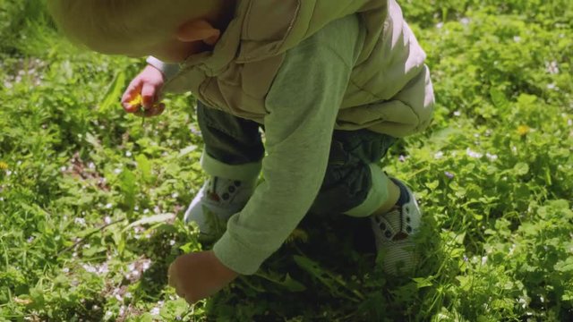 Blond toddler picks flowers on green grass