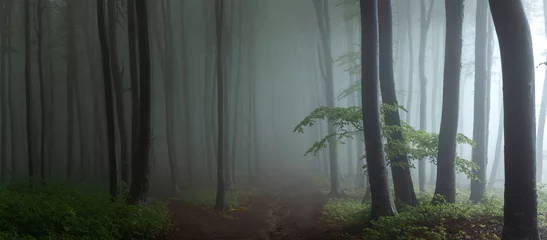 Rolgordijnen Panorama van mistig bos. Sprookje spookachtig uitziende bossen in een mistige dag. Koude mistige ochtend in horrorbos © bonciutoma