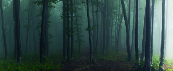 Panorama of foggy forest. Fairy tale spooky looking woods in a misty day. Cold foggy morning in...