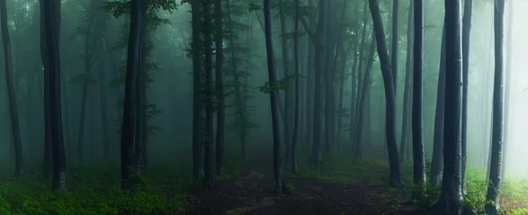 Tuinposter Panorama van mistig bos. Sprookje spookachtig uitziende bossen in een mistige dag. Koude mistige ochtend in horrorbos © bonciutoma