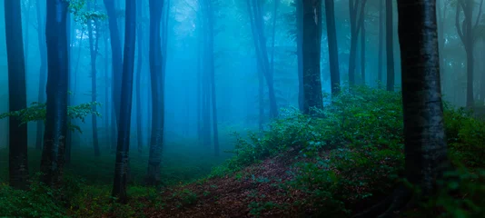 Fototapeten Panorama des nebligen Waldes. Märchenhaft gespenstisch aussehende Wälder an einem nebligen Tag. Kalter nebliger Morgen im Horrorwald © bonciutoma