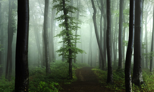 Fototapeta Panorama of foggy forest. Fairy tale spooky looking woods in a misty day. Cold foggy morning in horror forest
