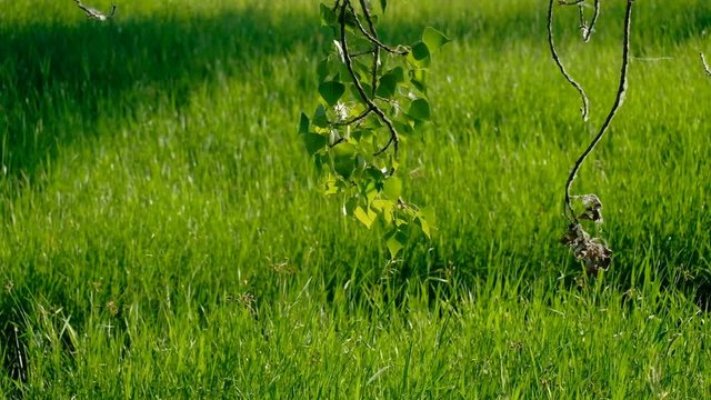 Twig of birch hanging down till grass and moving on wind