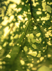 feuille verte trouée par des insectes et nombreux rayons du soleil