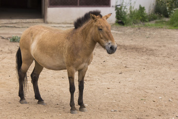 Przewalski's horse on the sand