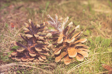 Pine Cone On The Forest Floor 1
