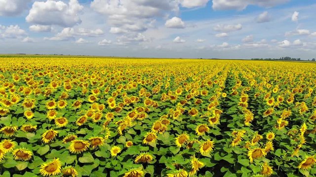 Aerial drone shot of beautiful yellow sunflower field, countryside landscape