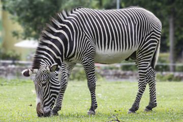 Fototapeta na wymiar Zebra grazing on the grass