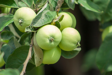 Branch with green unripe growing apples in an Apple Orchards