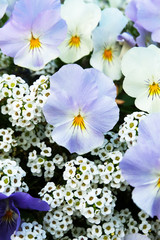 Pansies on the background of the alyssum on the flowerbed.