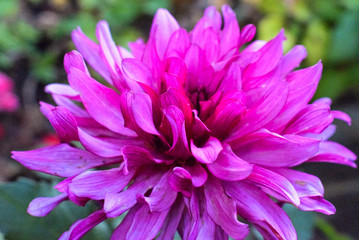 Fototapeta premium stunning flower 