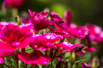 Champ de fleurs mauves © Florent