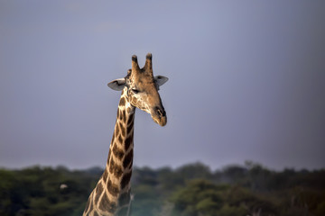Portrait, South African giraffe, Giraffa giraffa giraffa, Etosha National Park, Namibia