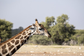 Obraz premium Portrait, South African giraffe, Giraffa giraffa giraffa, Etosha National Park, Namibia