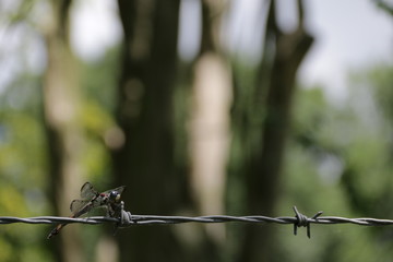 Dragonfly Barbed Wire