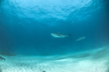 Obraz premium Tiger Shark