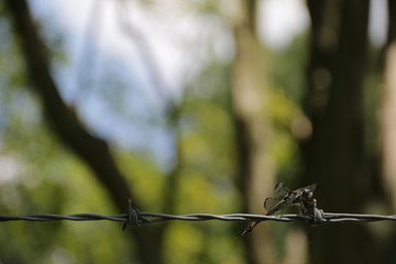 Dragonfly on Barbed Wire