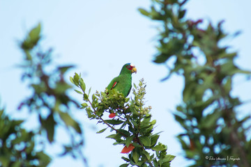 Loro máscara roja con plumaje verde posando en una rama de un árbol 