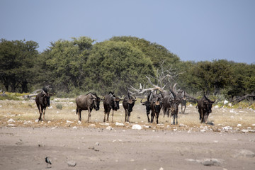 Fototapeta na wymiar Hert Blue Wildebeest Connochaetes taurinus, goes to waterhole, Etosha National Park, Namibia