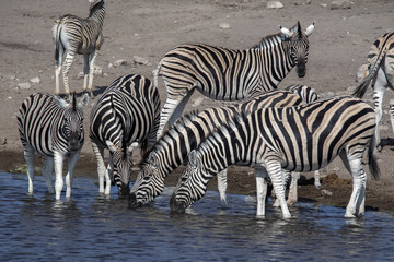 Fototapeta na wymiar Damara zebra herd, Equus burchelli antiquorum, drinking in the waterhole Etosha National Park, Namibia