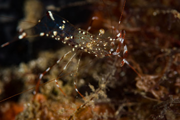 Urocaridella antonbruunii shrimp on the Coconut Grove dive site, Anilao, Philippines