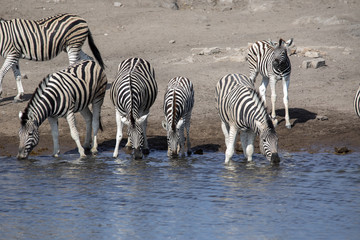 Obraz na płótnie Canvas Damara zebra herd, Equus burchelli antiquorum, drinking in the waterhole Etosha National Park, Namibia