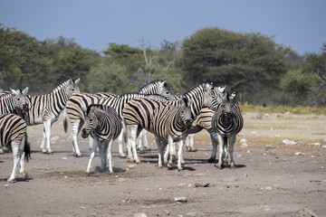 Fototapeta na wymiar Damara zebra herd, Equus burchelli antiquorum, Etosha National Park, Namibia