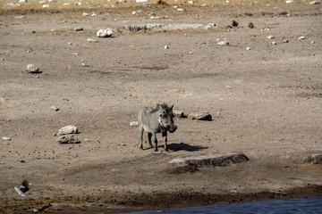 Desert Warthog, Phacochoerus aethiopicus, drinks from waterhole, Etosha National Park, Namibia