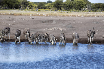 Fototapeta na wymiar Damara zebra herd, Equus burchelli antiquorum, drinking in the waterhole Etosha National Park, Namibia